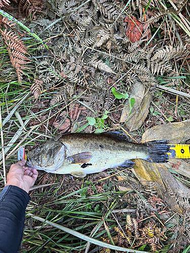 ラージマウスバスの釣果