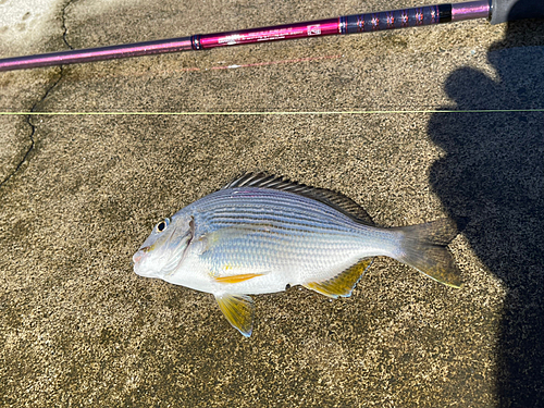 ヘダイの釣果