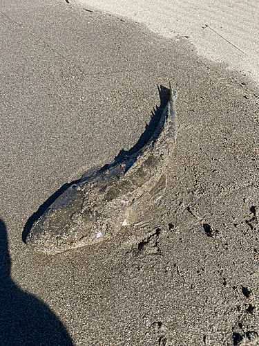 マゴチの釣果