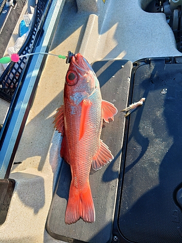 アカムツの釣果