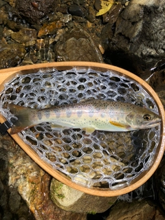 アマゴの釣果