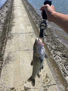 ニゴイの釣果