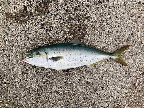 ハマチの釣果