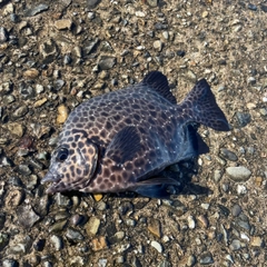 イシガキダイの釣果