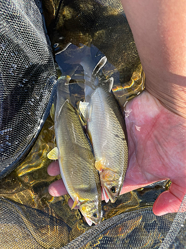 アユの釣果