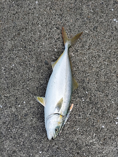 ツバスの釣果