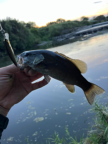 スモールマウスバスの釣果