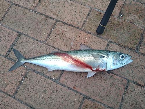 サバの釣果