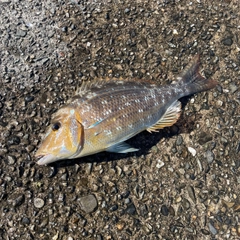 ハマフエフキの釣果