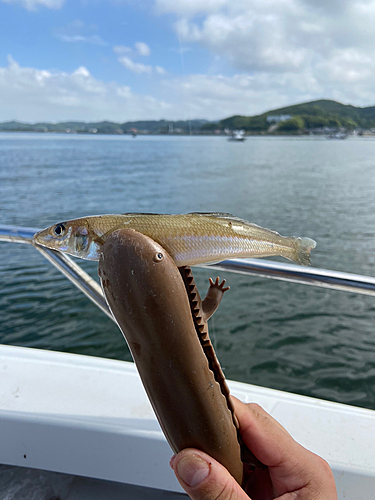 シロギスの釣果