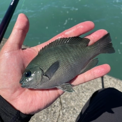 オナガグレの釣果