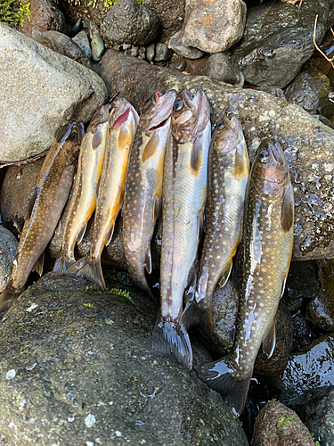 イワナの釣果