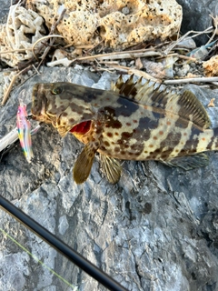 チャイロマルハタの釣果