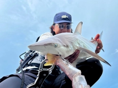 サメの釣果