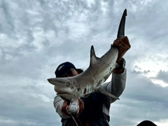 サメの釣果