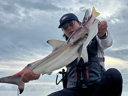 サメの釣果