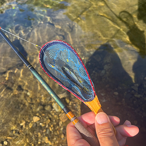 カワムツの釣果