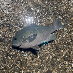 クチブトグレの釣果