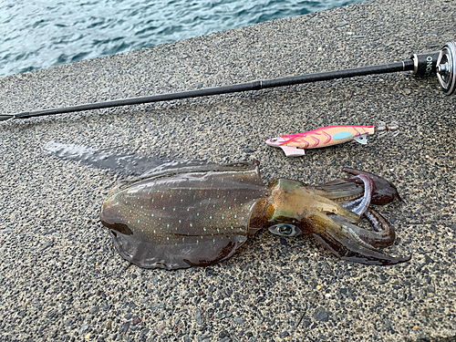 アオリイカの釣果