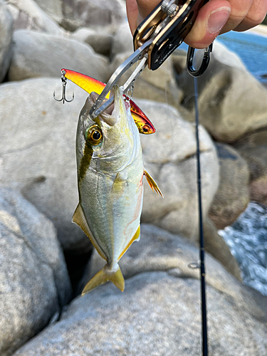 シオの釣果