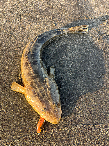 マゴチの釣果