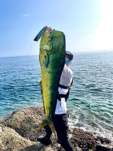 シイラの釣果