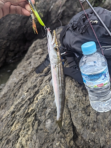 カマスの釣果