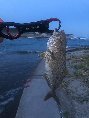 ショゴの釣果