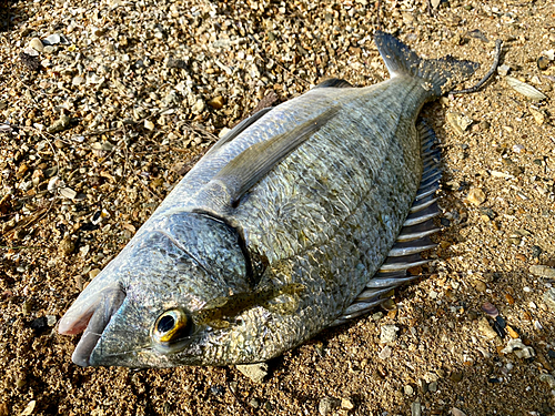 ミナミクロダイの釣果