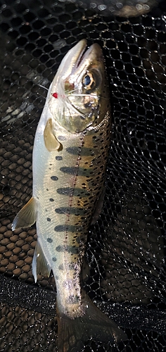 ヤマメの釣果