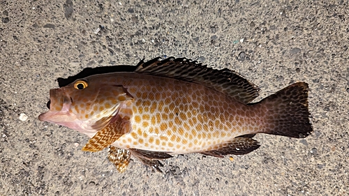 オオモンハタの釣果