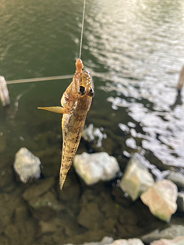 マハゼの釣果