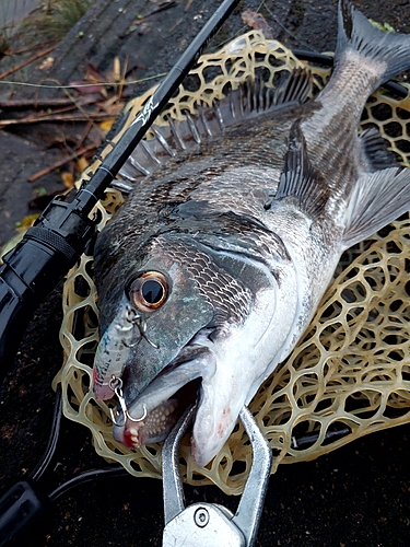 チヌの釣果