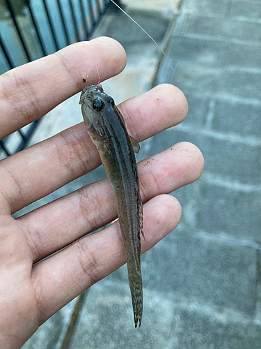 マハゼの釣果