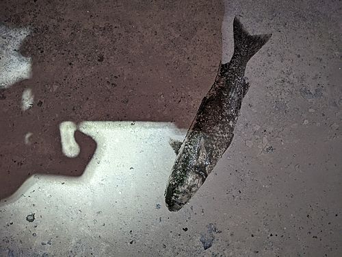 ボラの釣果