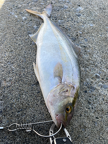 ショゴの釣果