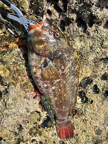 ブダイの釣果