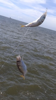 マアジの釣果