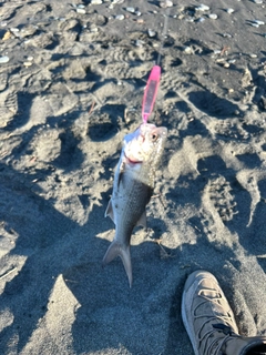 キスの釣果