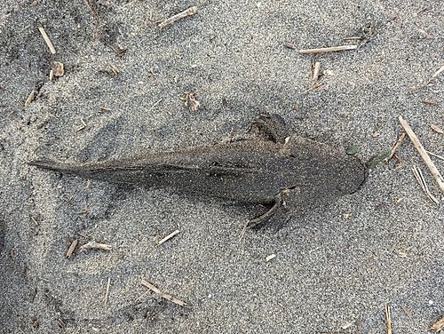 マゴチの釣果