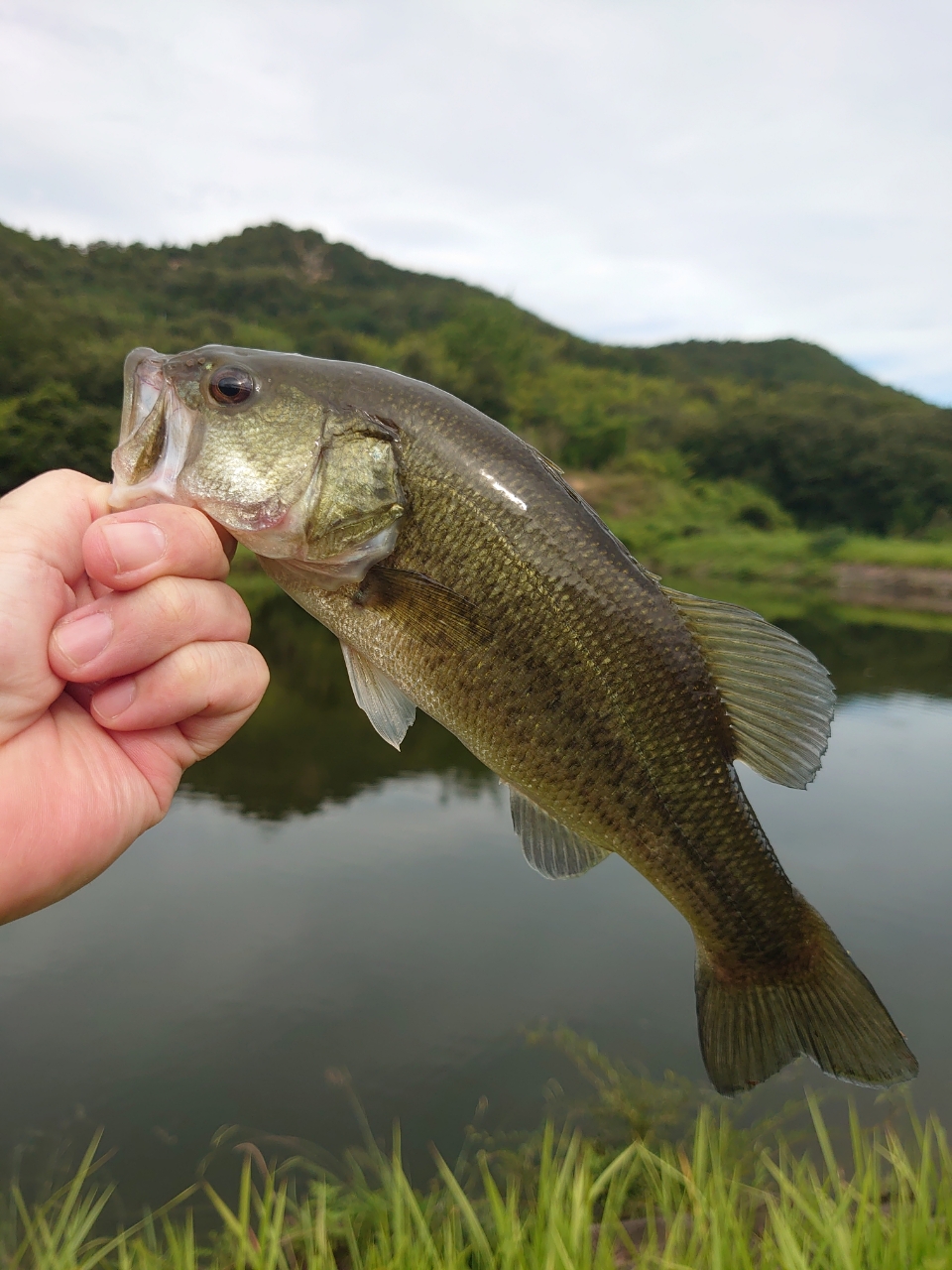 ブラックバス