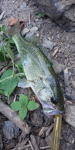 ブラックバスの釣果