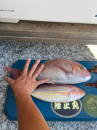 マダイの釣果