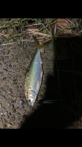 コノシロの釣果