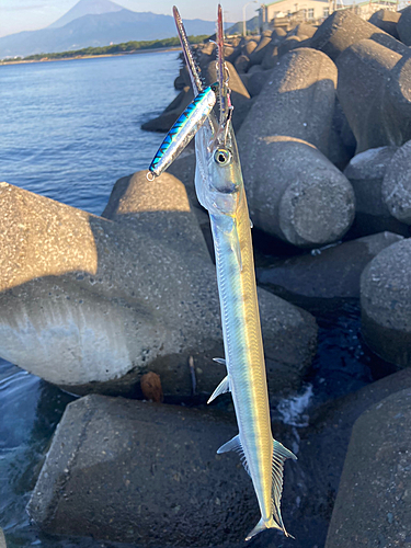 ダツの釣果