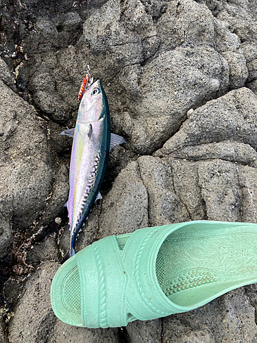 ソウダガツオの釣果