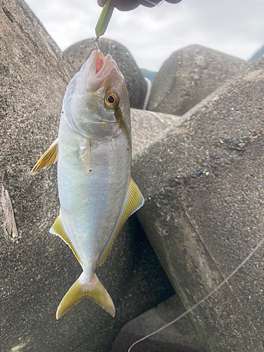 ショゴの釣果