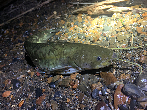 マナマズの釣果