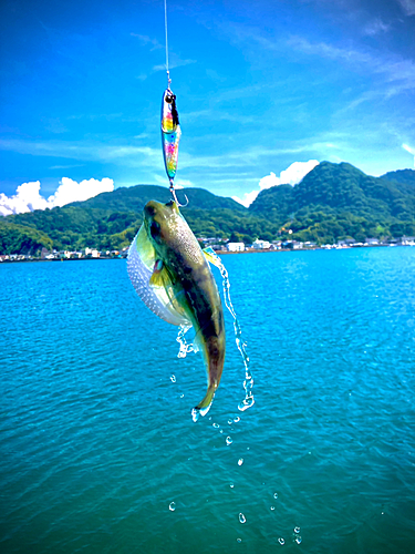 クサフグの釣果