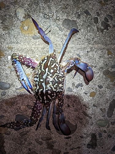 ワタリガニの釣果